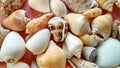 Sea Ã¢â¬â¹Ã¢â¬â¹animal shells like as maolluca and other, this is anature concept Royalty Free Stock Photo